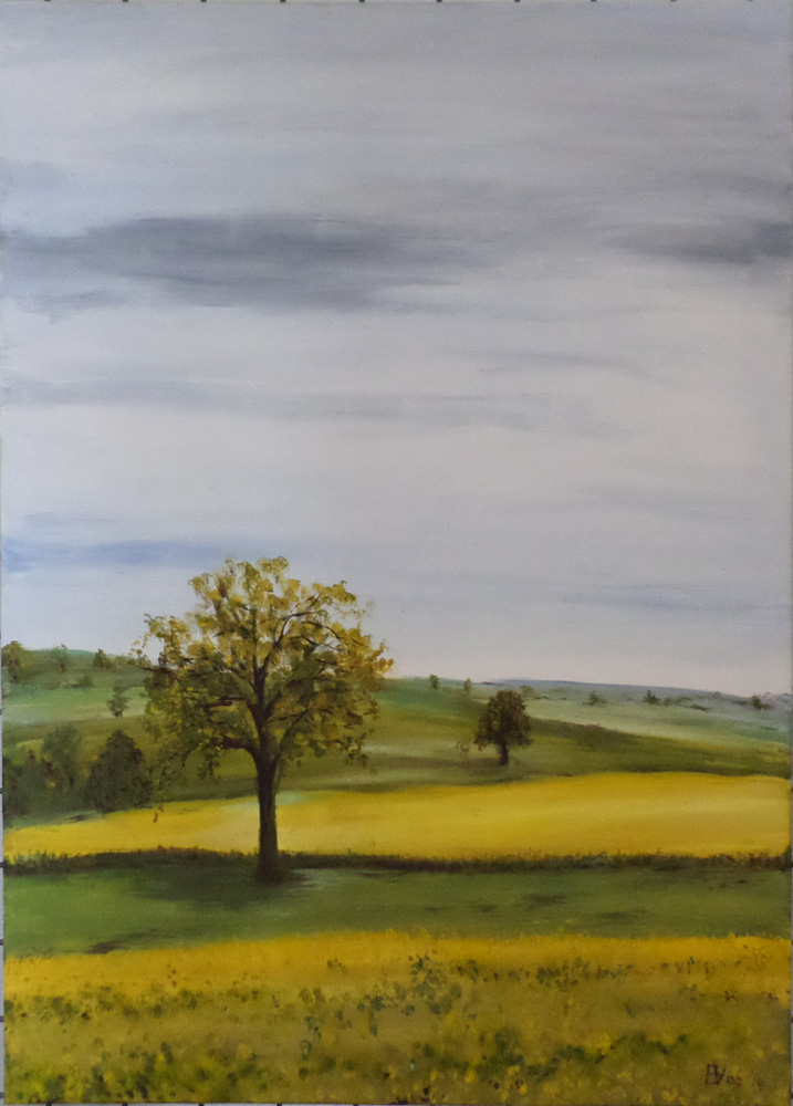Champ de Colza avec arbre